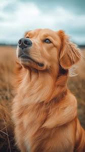 Stop Excessive Dog Shedding: Proven Tips for a Healthier, Shinier Coat